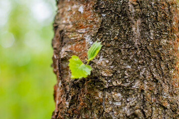 A new small green sprout on the trunk of an old tree. Background on the theme of rebirth and new life in nature.