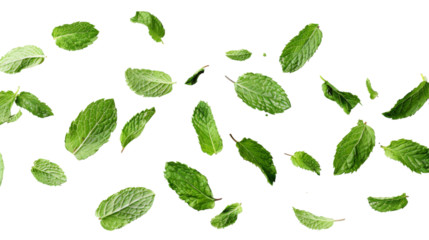 Flying mint leaves
