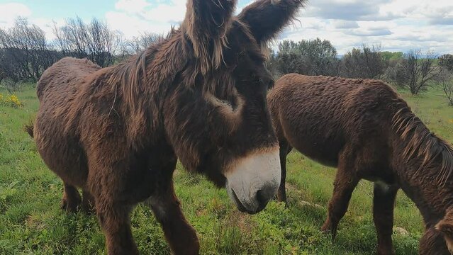 donkey in a rural landscapes