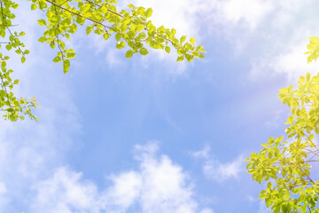 Obraz premium Background with a bottom view of the sky between tree branches. Frame with empty space between treetops. Summer background on the theme of nature and ecology.