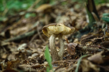 Boletus leccinum scabrum or birch bolete, edible mushroom wild grows in the forest, natural seasonal background, close-up