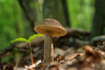 Boletus leccinum scabrum or birch bolete, edible mushroom wild grows in the forest, natural seasonal background, close-up