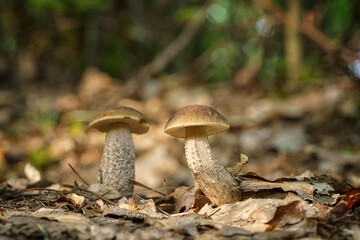 Boletus leccinum scabrum or birch bolete, edible mushroom wild grows in the forest, natural seasonal background, close-up