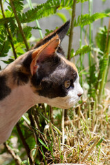 Junge Devon Rex Katze im sonnigen Garten