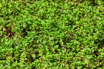 field of fresh mint at the farm in a sunny day, peppermint