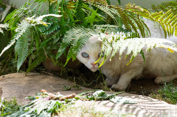 Weiße Devon Rex Katze im Garten