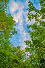 Fototapeta premium Background with a bottom view of the sky between tree branches. Frame with empty space between treetops. Summer background on the theme of nature and ecology.