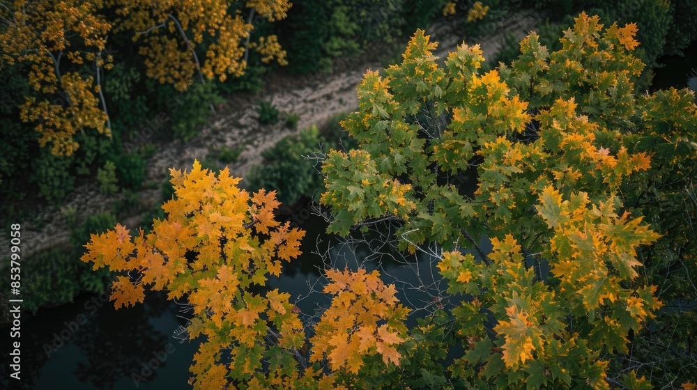 Aufkleber aerial view of vibrant autumn foliage along a serene forest path showing a mix of green and golden y