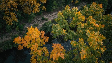 Aerial view of vibrant autumn foliage along a serene forest path showing a mix of green and golden yellow leaves on a crisp fall day.