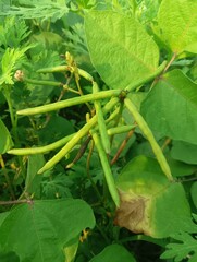 Moong field stock photo 