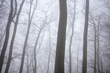 The forest in a fog.