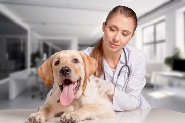 Smiling veterinarian examine with a happy dog