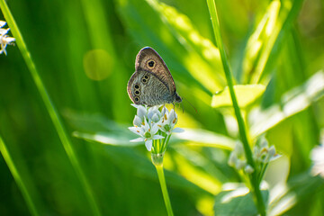 Butterfly sitting on a flower searching nectar.