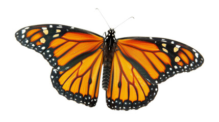 Fototapeta premium Butterfly orange on white background 