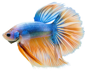 Fototapeta premium PNG Betta fish goldfish animal sea life.