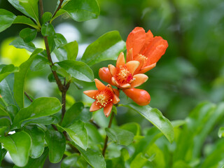 ザクロの花と蕾と葉