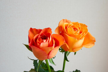 オレンジ色のバラ