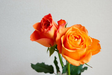 オレンジ色のバラ