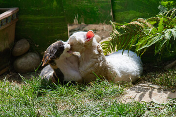 Devon Rex Katzen in Kampflaune