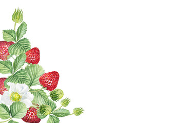 Watercolor frame of white flowers and strawberries. Beautiful frame with strawberry flowers, strawberries, leaves, hand drawn.