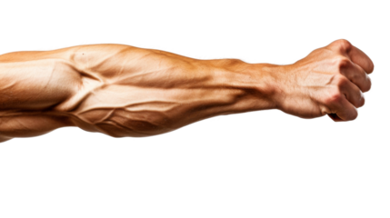 Muscle bicep arm on white background