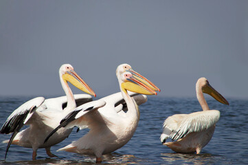 Wild african birds. A flock of great pelicans in a blue lake against the bright sky