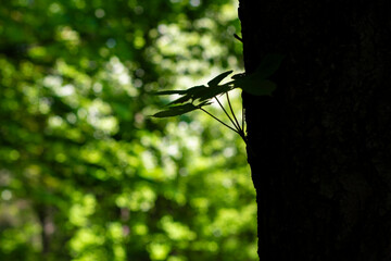Silhouette of a small maple sprout on an old trunk.