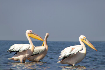Wild african birds. A flock of great pelicans in a blue lake against the bright sky
