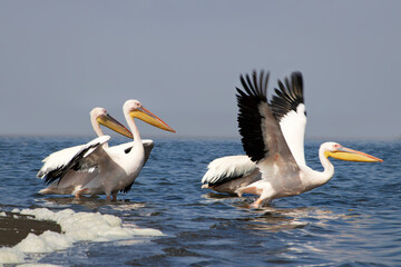 Wild african birds. A flock of great pelicans in a blue lake against the bright sky