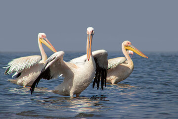 Wild african birds. A flock of great pelicans in a blue lake against the bright sky