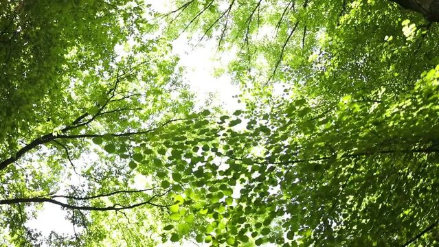 Eucalyptus forest near the city of Munar. India. Video on the move. High quality 4k footage