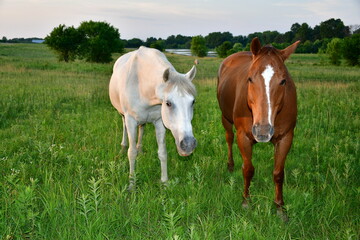 Fototapeta premium White Horse and Brown Horse