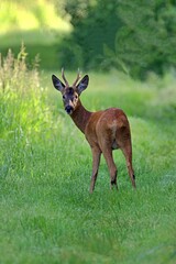 Wild roe deer looking back