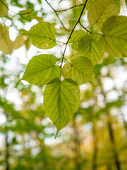 Autumn leaves in the forest