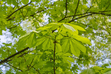 Close-up of chestnut leaves. Background with green leaves of trees under the rays of the summer sun.