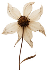 Fototapeta premium PNG Real Pressed a flannel flower petal plant asteraceae.
