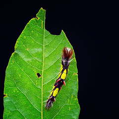 Close-up image of a blue morpho  caterpillar on a leaf. Copy space image.