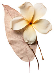 PNG Real Pressed a plumeria flower petal plant.