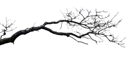 Obraz premium A stick of tree branch on white background
