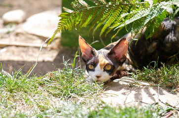 Junge dreifarbige Devon Rex Katze im Garten