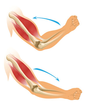 arm muscles flexing, anatomical view clip art preview