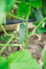 A blooming cucumber with yellow flowers in a greenhouse. Small and fresh cucumbers. Agricultural industry. Natural background. Growing vegetables.