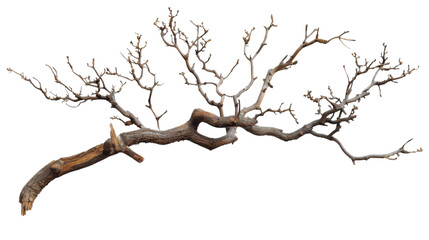 A stick of tree branch on white background