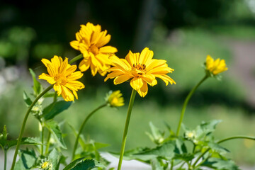 bright, beautiful yellow heliopsis flowers