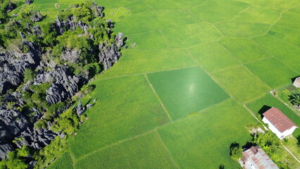 Rural atmosphere with vast rice fields and karst mountains in the tourist village of Rammang-rammang