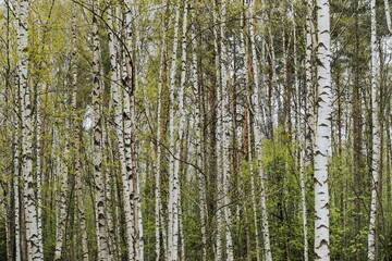 Obraz premium Birch forest, green leaves and black and white trunks.