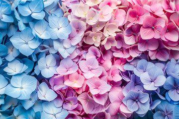 Obraz premium Hydrangea flowers as background, top view