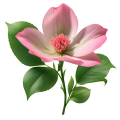 Single pink flower with green leaves on transparent background.