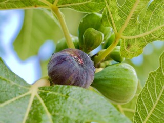 Ripening of the fig, fruits of common fig tree (Ficus carica), Spain