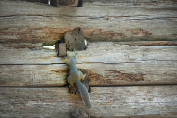 Grey squirrel (sciurus carolinensis) climbs vintage wooden wall and looks back